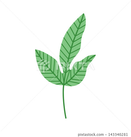 Tropical leaf vector flat botanical element isolated foliage summer design Tropical leaf vector flat botanical element isolated foliage summer design 143340281