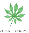 Single green tropical finger leaf isolated on white background, minimalist botanical foliage element for logo design and summer branding 143340296