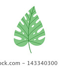 Single green monstera leaf isolated on white background, minimalist tropical botanical foliage element for logo design and organic branding 143340300