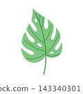 Single green monstera leaf isolated on white background, minimalist tropical botanical foliage element for logo design and organic branding 143340301