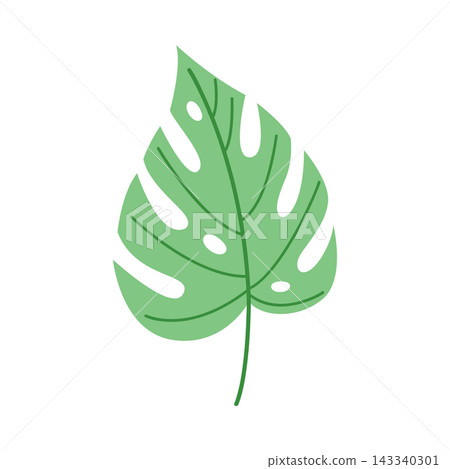 Single green monstera leaf isolated on white background, minimalist tropical botanical foliage element for logo design and organic branding 143340301