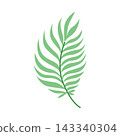 Green tropical feather palm leaf isolated on white background, minimalist botanical branch for summer wedding decor and organic branding 143340304