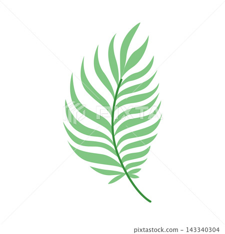 Green tropical feather palm leaf isolated on white background, minimalist botanical branch for summer wedding decor and organic branding 143340304