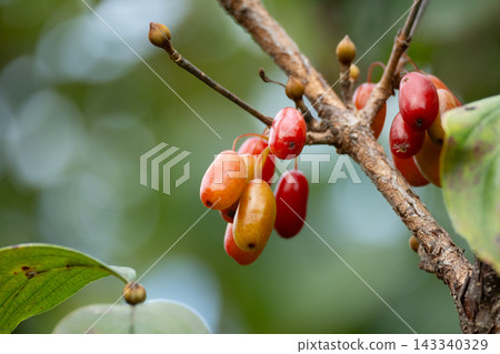 Close-up of the red berries of Cornelian cherry 143340329