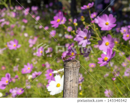 Red dragonflies in a field of cosmos flowers Red dragonflies in a field of cosmos flowers 143340342