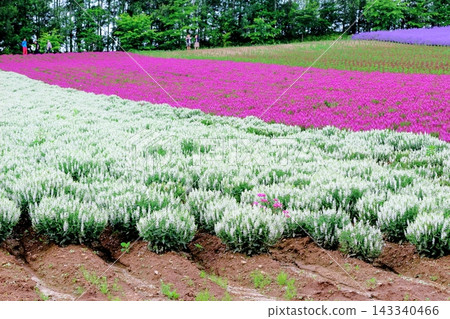 北海道之旅：六月的四季彩之丘、春天的四季彩之丘 143340466
