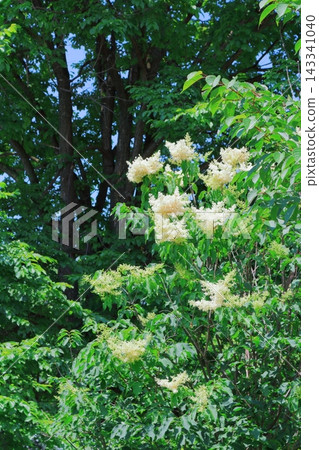 北海道之旅:六月的旭川北西道花園;春天的旭川北齋堂庭園 北海道之旅:六月的旭川北西道花園;春天的旭川北齋堂庭園 143341040