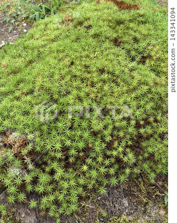 與青苔的樹 與青苔的樹 143341094