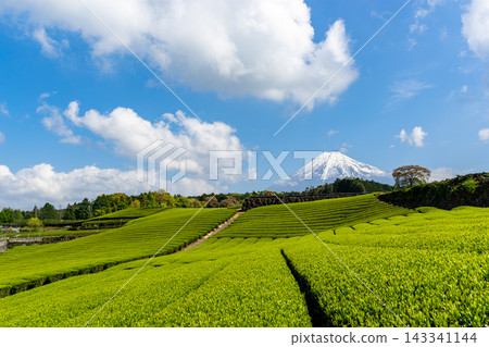 靜岡縣:日本最壯觀的景色-春日藍天、富士山和茶園。 靜岡縣:日本最壯觀的景色-春日藍天、富士山和茶園。 143341144