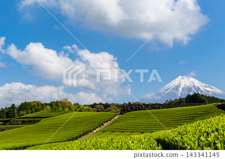 靜岡縣：日本最壯觀的景色－春日藍天、富士山和茶園。 143341145