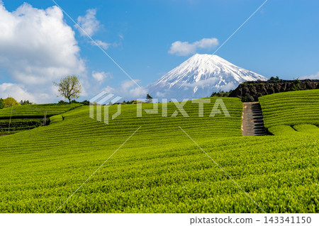 靜岡縣:日本最壯觀的景色-春日藍天、富士山和茶園。 靜岡縣:日本最壯觀的景色-春日藍天、富士山和茶園。 143341150
