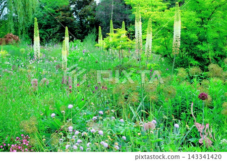 北海道之旅:六月中旬的北海道花園(第一部分)-春日北海道花園 北海道之旅:六月中旬的北海道花園(第一部分)-春日北海道花園 143341420