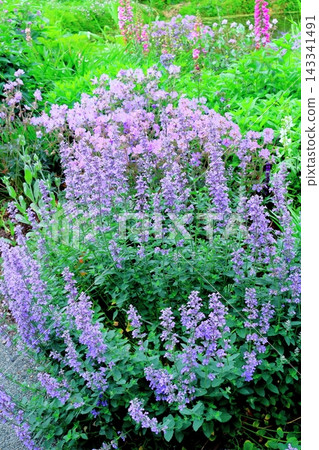 北海道之旅:六月中旬的北海道花園(第一部分)-春日北海道花園 北海道之旅:六月中旬的北海道花園(第一部分)-春日北海道花園 143341491