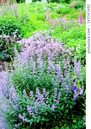 北海道之旅：六月中旬的北海道花園（第一部分）－春日北海道花園 143341492