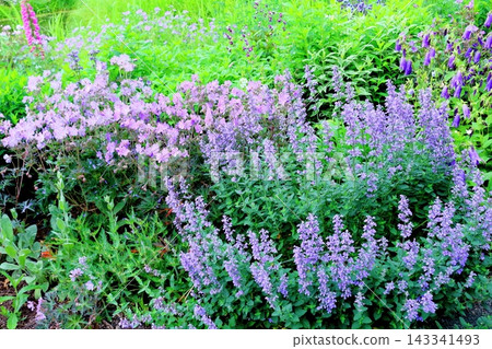 北海道之旅：六月中旬的北海道花園（第一部分）－春日北海道花園 143341493