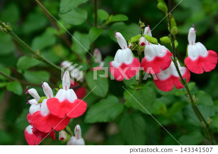 嬌嫩的花朵:櫻花鼠尾草 嬌嫩的花朵:櫻花鼠尾草 143341507