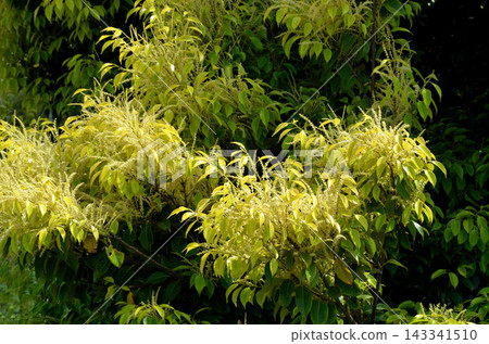 栲樹花 栲樹花 143341510