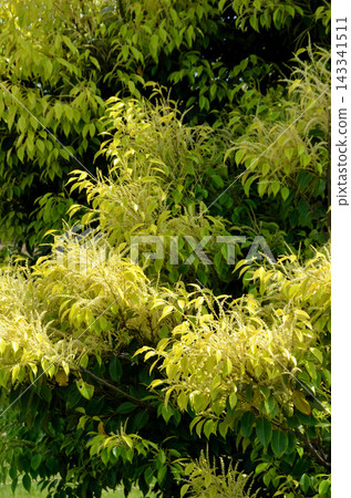 栲樹花 栲樹花 143341511