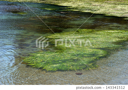 鰻草田 鰻草海藻 鰻草田 鰻草海藻 143341512
