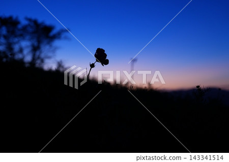 日出前的藍天和波斯菊 日出前的藍天和波斯菊 143341514