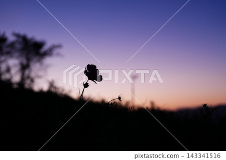 日出前的藍天和波斯菊 日出前的藍天和波斯菊 143341516