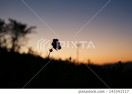 日出前的藍天和波斯菊 日出前的藍天和波斯菊 143341517