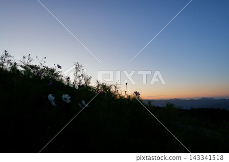 日出前的藍天和波斯菊 日出前的藍天和波斯菊 143341518