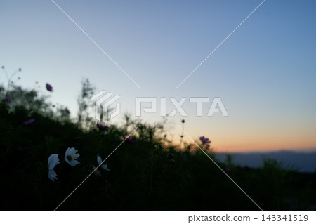 日出前的藍天和波斯菊 日出前的藍天和波斯菊 143341519
