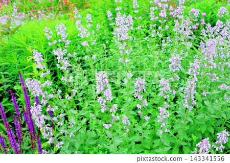 北海道之旅：六月中旬的北海道花園（第一部分）－春日北海道花園 143341556
