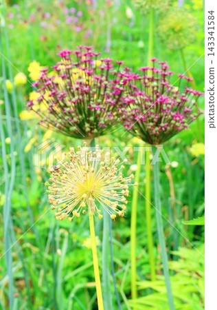 北海道之旅:六月中旬的北海道花園(第一部分)-春日北海道花園 北海道之旅:六月中旬的北海道花園(第一部分)-春日北海道花園 143341584