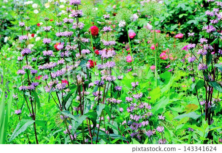北海道之旅:六月中旬的北海道花園(第一部分)-春日北海道花園 北海道之旅:六月中旬的北海道花園(第一部分)-春日北海道花園 143341624