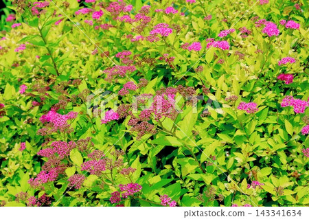 北海道之旅：六月中旬的北海道花園（第一部分）－春日北海道花園 143341634