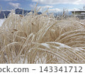 Winter grass ice 143341712