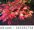 Maple leaves in autumn 143341714