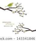 一套日式水彩插畫，描繪了白梅花和夜鶯。 143341846