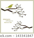 日式水彩插畫集，描繪了白梅花和夜鶯（向量版） 143341847