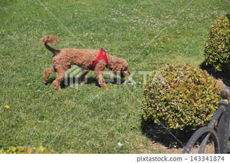 Dog exploring a grassy area near bushes on a sunny day 143341874