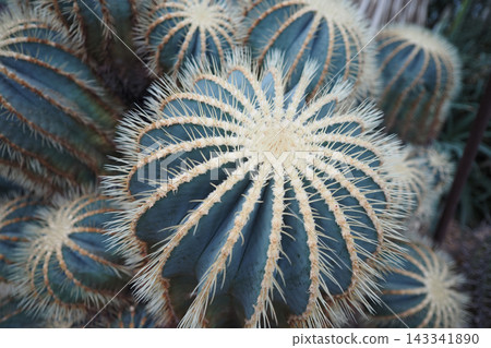 Cacti with spines at a botanical garden in daytime Cacti with spines at a botanical garden in daytime 143341890