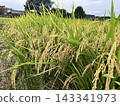 Rice panicle shaking in strong wind 143341973