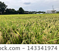 Rice early harvest 143341974