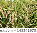 Fruit rice plant 143341975
