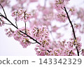 Sakura 143342329