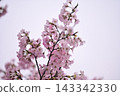 Sakura 143342330