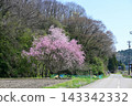 Scenery with cherry blossoms 143342332