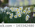 Narcissus 143342480