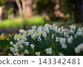 Narcissus 143342481