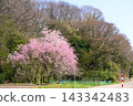 Sakura's landscape 143342483