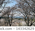 櫻花枝繁葉茂，遮天蔽日－奈良縣吉野山 143342629