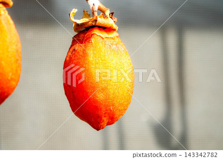 A scene of dried persimmons drying in the sun, a typical sight in rural farming villages. A scene of dried persimmons drying in the sun, a typical sight in rural farming villages. 143342782
