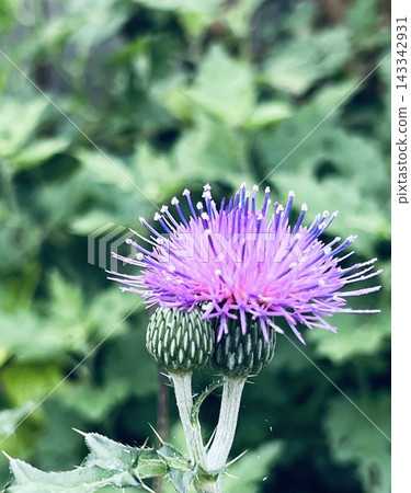 Close-up photo of a wild thistle blooming naturally. Close-up photo of a wild thistle blooming naturally. 143342931
